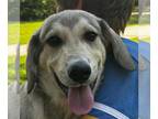 Great Pyrenees-Huskies Mix DOG FOR ADOPTION RGADN-1365861 - Mackie - Husky /