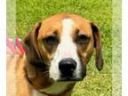 Beagle-Redbone Coonhound Mix DOG FOR ADOPTION RGADN-1365868 - Ronny - Redbone