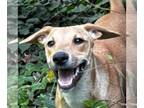 Black Mouth Cur-Rat Terrier Mix DOG FOR ADOPTION RGADN-1365883 - Paris - Rat