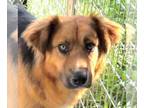 Collie Mix DOG FOR ADOPTION RGADN-1365884 - Ivey - Shepherd / Collie / Mixed Dog
