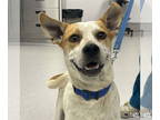 Mix DOG FOR ADOPTION RGADN-1365893 - Delilah - Red Heeler / Labrador Retriever