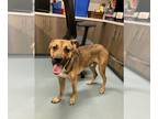Shepradors DOG FOR ADOPTION RGADN-1365994 - BAMA - German Shepherd Dog /