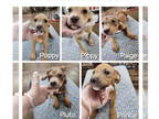 Black Mouth Cur Mix DOG FOR ADOPTION RGADN-1365999 - Poppy Francine - Black