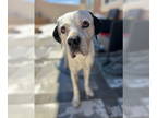 Boxer Mix DOG FOR ADOPTION RGADN-1366007 - OLIVER - easy going gentle cuddler -
