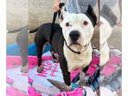 American Pit Bull Terrier Mix DOG FOR ADOPTION RGADN-1366036 - BRUCE -