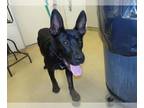 Dutch Shepherd Mix DOG FOR ADOPTION RGADN-1366038 - *DUKE - Dutch Shepherd /