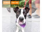 Dachshund-Labrador Retriever Mix DOG FOR ADOPTION RGADN-1366097 - Tiny Tim -