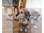 Boxador DOG FOR ADOPTION RGADN-1366175 - TAZ - Boxer / Labrador Retriever /