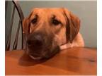 German Shepherd Dog-Great Pyrenees Mix DOG FOR ADOPTION RGADN-1366176 - HONEY -