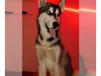 Mix DOG FOR ADOPTION RGADN-1366178 - BLUE - Husky (medium coat) Dog For