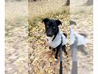Huskies -Labrador Retriever Mix DOG FOR ADOPTION RGADN-1366179 - ACE - Husky /