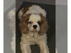 Cavalier King Charles Spaniel DOG FOR ADOPTION RGADN-1366181 - LEXIE - Cavalier