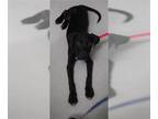 Black Mouth Cur-Labrador Retriever Mix DOG FOR ADOPTION RGADN-1366185 -