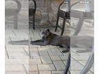 American Pit Bull Terrier Mix DOG FOR ADOPTION RGADN-1366212 - Mila - Pit Bull