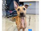 Mix DOG FOR ADOPTION RGADN-1366355 - BABY GIRL - Dutch Shepherd (medium coat)