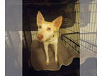 Australian Kelpie-Siberian Husky Mix DOG FOR ADOPTION RGADN-1366364 - Bingo -