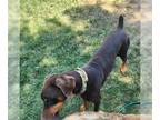 Doberman Pinscher DOG FOR ADOPTION RGADN-1366366 - ODEN - Doberman Pinscher