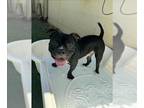 Staffordshire Bull Terrier DOG FOR ADOPTION RGADN-1366386 - Calvin -