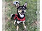 German Shepherd Dog-Siberian Husky Mix DOG FOR ADOPTION RGADN-1366413 - *RYKER -