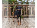 Doberman Pinscher DOG FOR ADOPTION RGADN-1366561 - POPPY - Doberman Pinscher