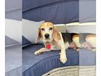 Beagle DOG FOR ADOPTION RGADN-1366562 - Twilight - Beagle Dog For Adoption