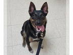 Australian Kelpie-German Pinscher Mix DOG FOR ADOPTION RGADN-1366605 - Poppy