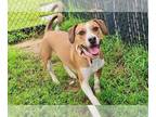 Boxer Mix DOG FOR ADOPTION RGADN-1366617 - Bunny - Boxer / Hound / Mixed Dog For