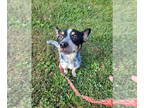 Australian Shepherd Mix DOG FOR ADOPTION RGADN-1366625 - Millie - Australian