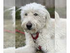 Huskies -Poodle (Standard) Mix DOG FOR ADOPTION RGADN-1366632 - Monte - Poodle