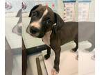Bullboxer Pit DOG FOR ADOPTION RGADN-1366634 - MICKEY - American Pit Bull