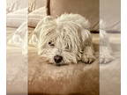 Bichon Frise Mix DOG FOR ADOPTION RGADN-1366661 - Nicholas - Bichon Frise /