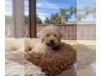 Poodle (Miniature) Mix DOG FOR ADOPTION RGADN-1366672 - Ozzee - Poodle