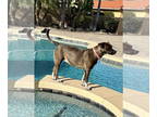 Pointer Mix DOG FOR ADOPTION RGADN-1366676 - Roxy - Terrier / Pointer / Mixed