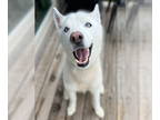 Siberian Husky DOG FOR ADOPTION RGADN-1366690 - Bolt - Siberian Husky (medium
