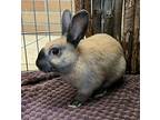 Mocha, Harlequin For Adoption In Chilliwack, British Columbia