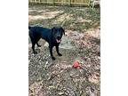 Ellie Mae, Labrador Retriever For Adoption In Jackson, Tennessee