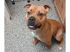 Leo, American Staffordshire Terrier For Adoption In Kendallville, Indiana