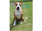 Atlas, American Pit Bull Terrier For Adoption In Kendallville, Indiana
