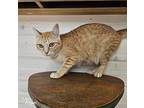 Ember, Domestic Shorthair For Adoption In Mead, Washington