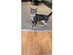Tori, Domestic Shorthair For Adoption In Rochester, New York