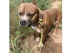 Legend, American Pit Bull Terrier For Adoption In Roswell, Georgia