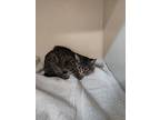 Delilah, Domestic Shorthair For Adoption In Salisbury, Maryland