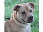Honey (photos 9/10/2024), Labrador Retriever For Adoption In Marietta, Ohio