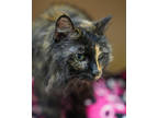 Hoshi, Domestic Longhair For Adoption In Pequot Lakes, Minnesota