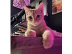 Apollo, Domestic Shorthair For Adoption In Richardson, Texas