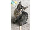 Anchorage Kittens, Domestic Shorthair For Adoption In Anchorage, Alaska