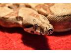Ka, Snake For Adoption In Burlingame, California