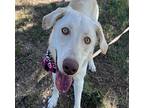Sheba, Labrador Retriever For Adoption In Golden, Colorado