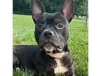 Reggie, American Staffordshire Terrier For Adoption In Baltimore, Maryland