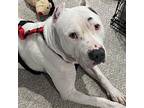 Yogi, American Pit Bull Terrier For Adoption In Baltimore, Maryland